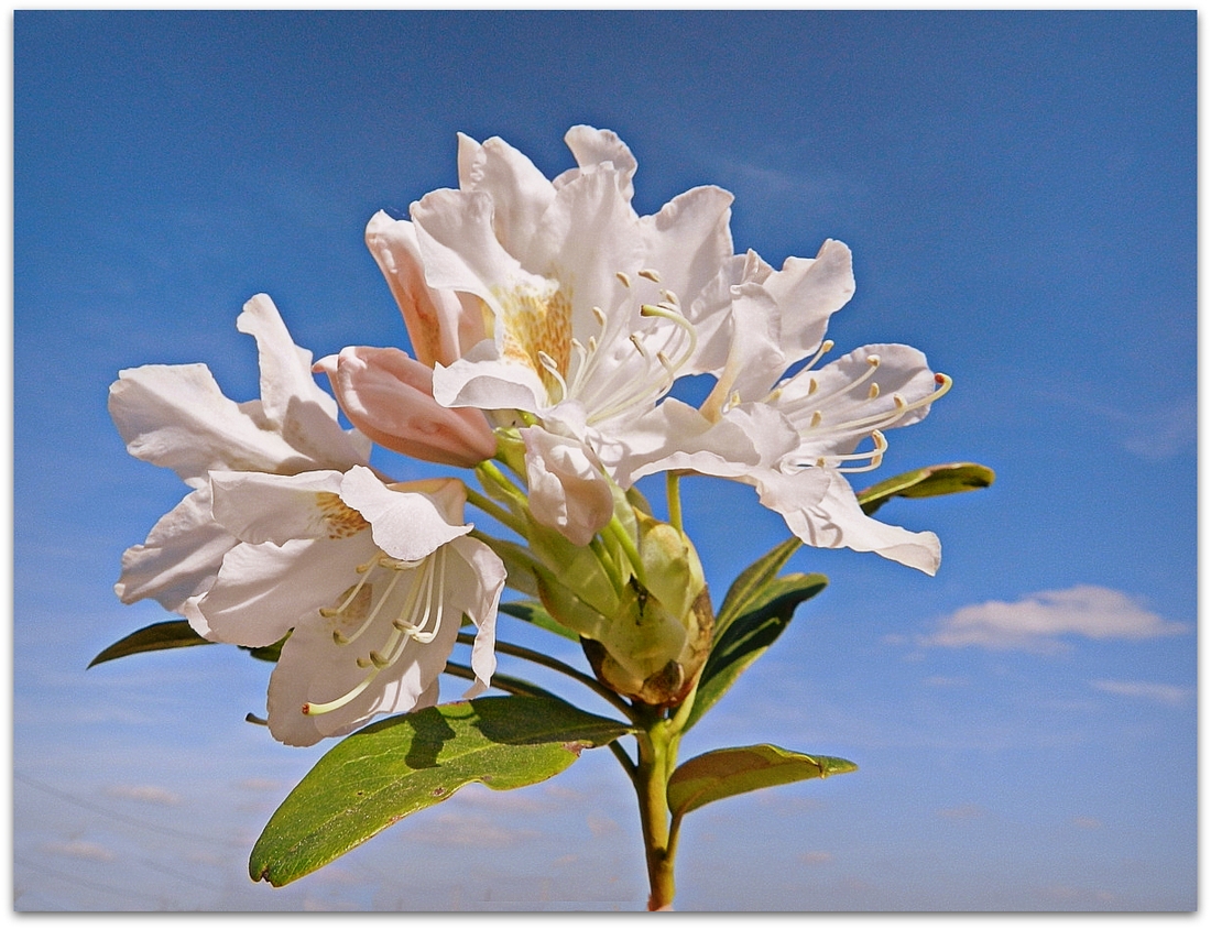 rhododendron