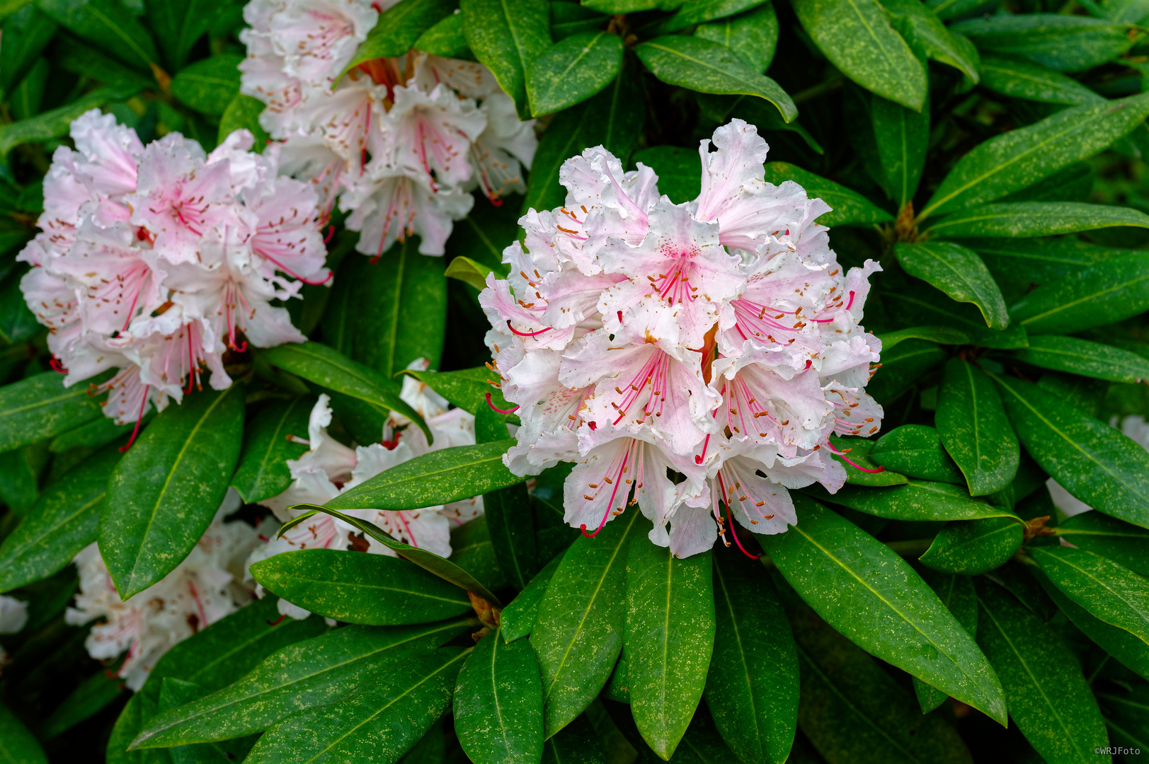 Rhododendron