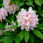 Rhododendron