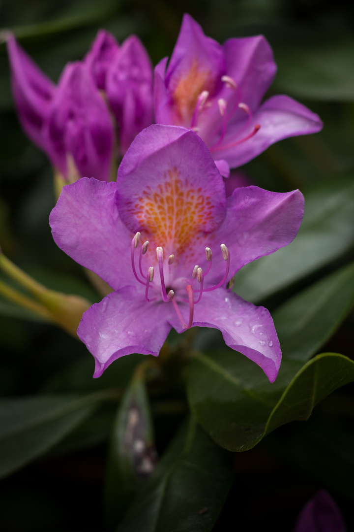 Rhododendron