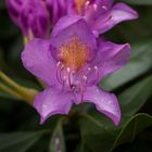 Rhododendron