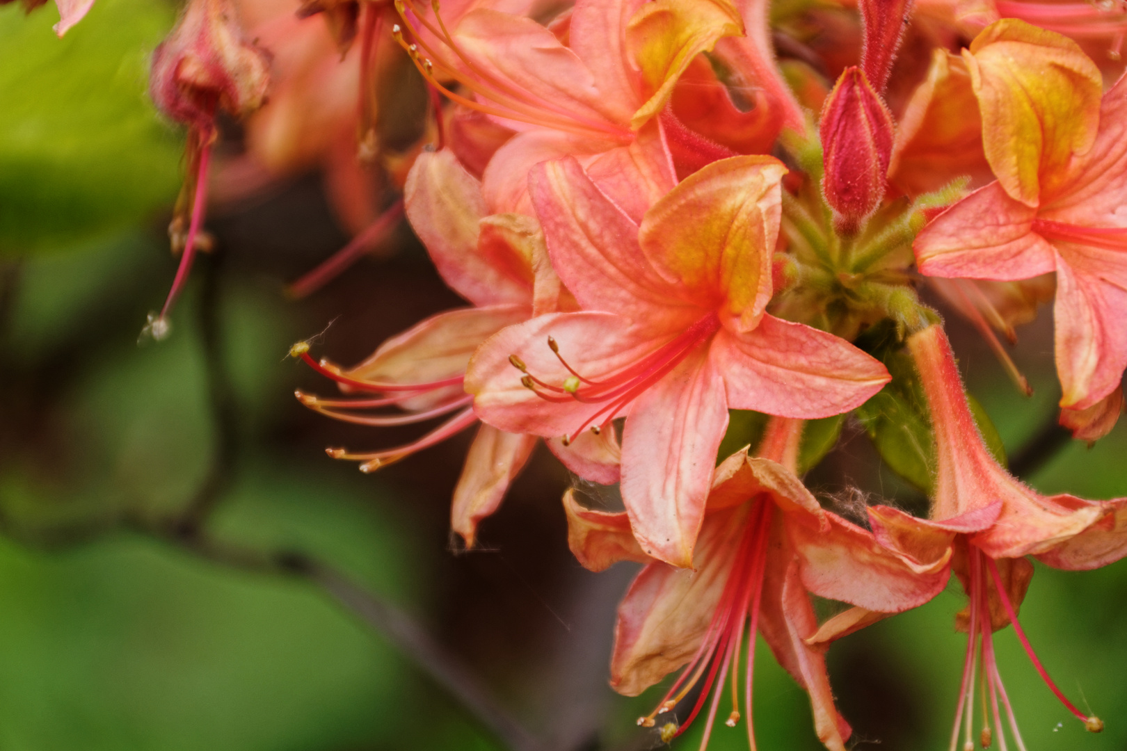 Rhododendron 