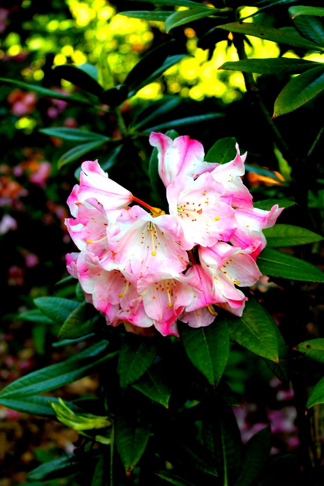 Rhododendron