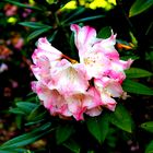 Rhododendron