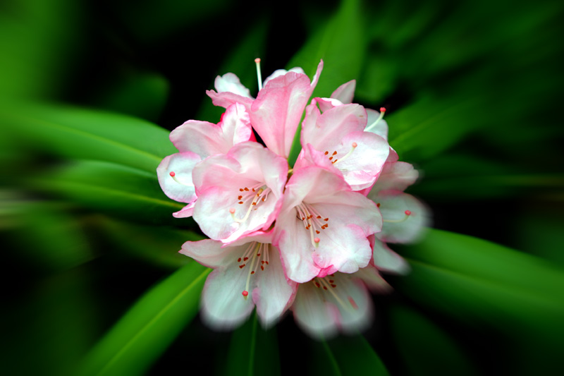 Rhododendron