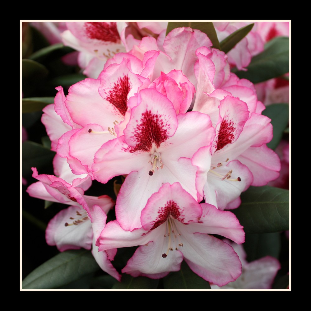 Rhododendron...