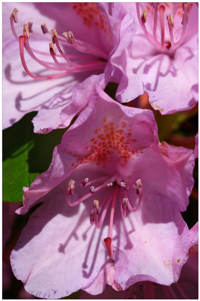 Rhododendron