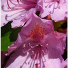 Rhododendron