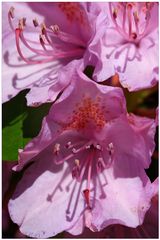 Rhododendron