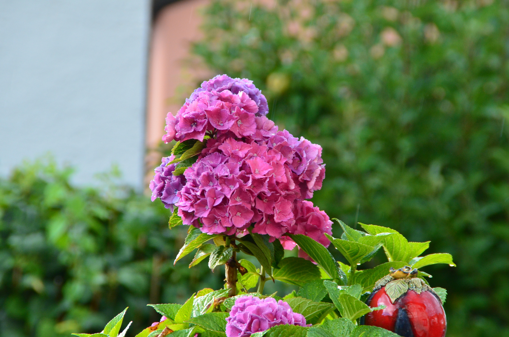 Rhododendron