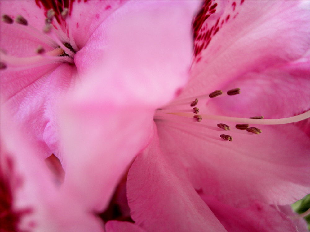 Rhododendron