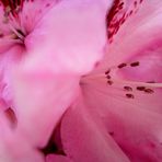 Rhododendron