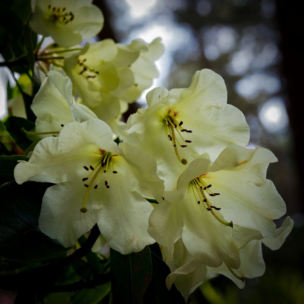 Rhododendron