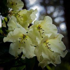 Rhododendron