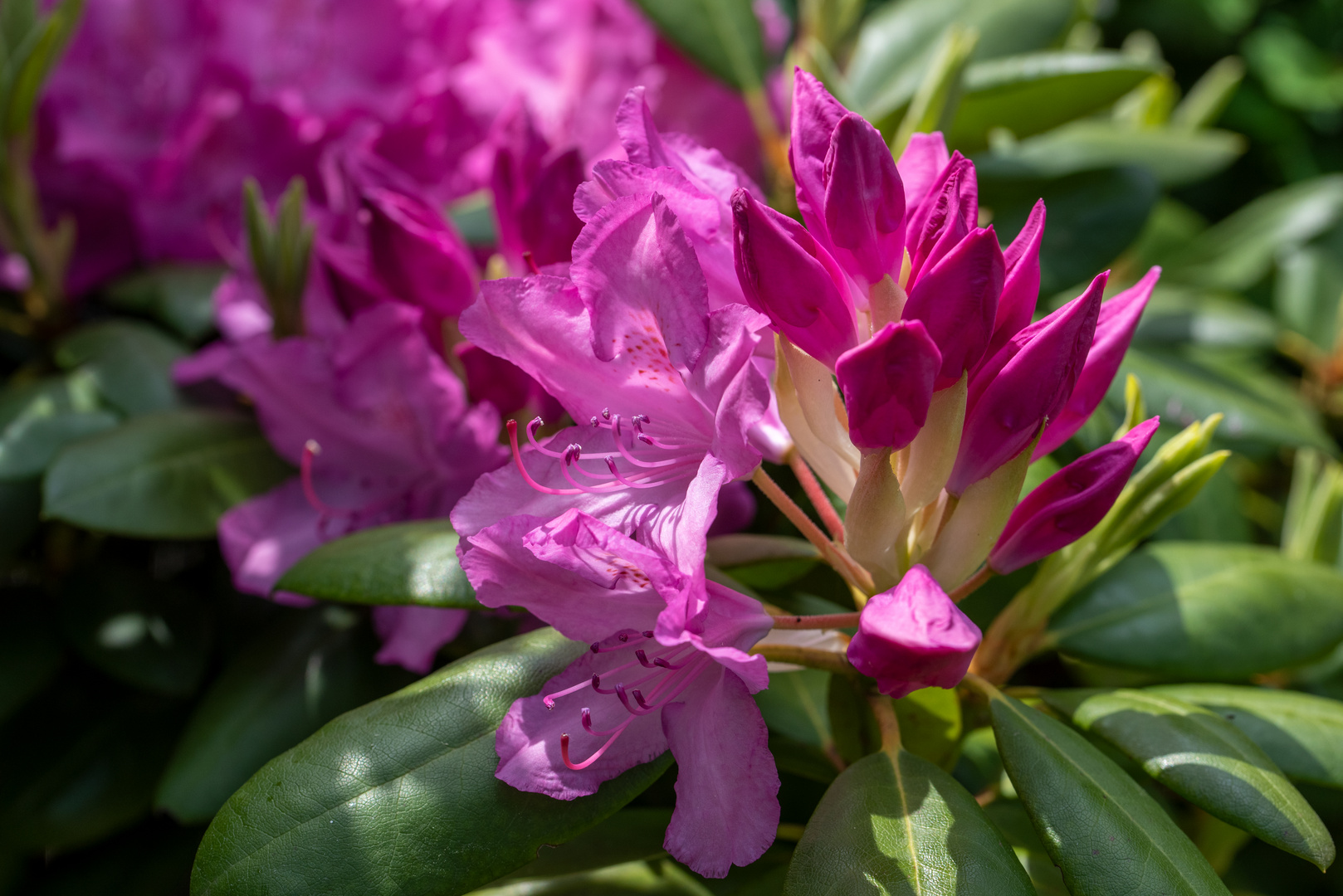 rhododendron