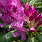 rhododendron