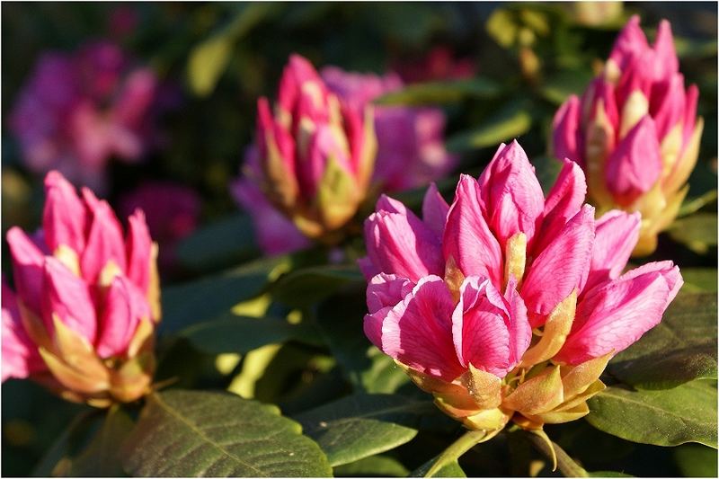 Rhododendron bald in voller Blüte