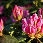 Rhododendron bald in voller Blüte