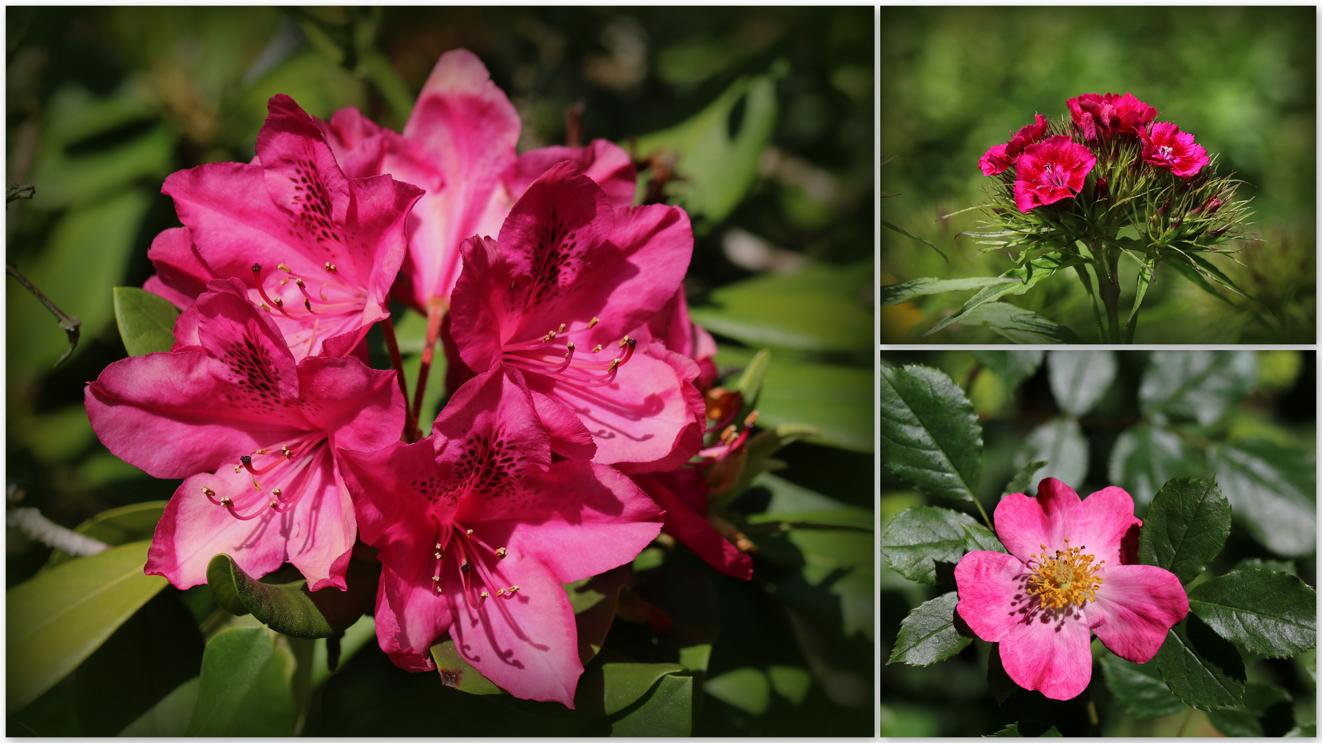 Rhododendron, Bartnelke und Hundsrose...