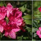 Rhododendron, Bartnelke und Hundsrose...