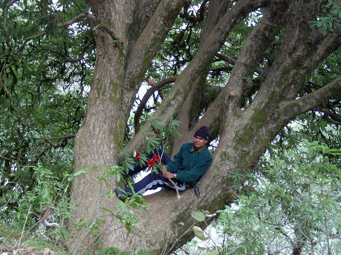 Rhododendron Baum in Indien