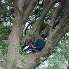 Rhododendron Baum in Indien