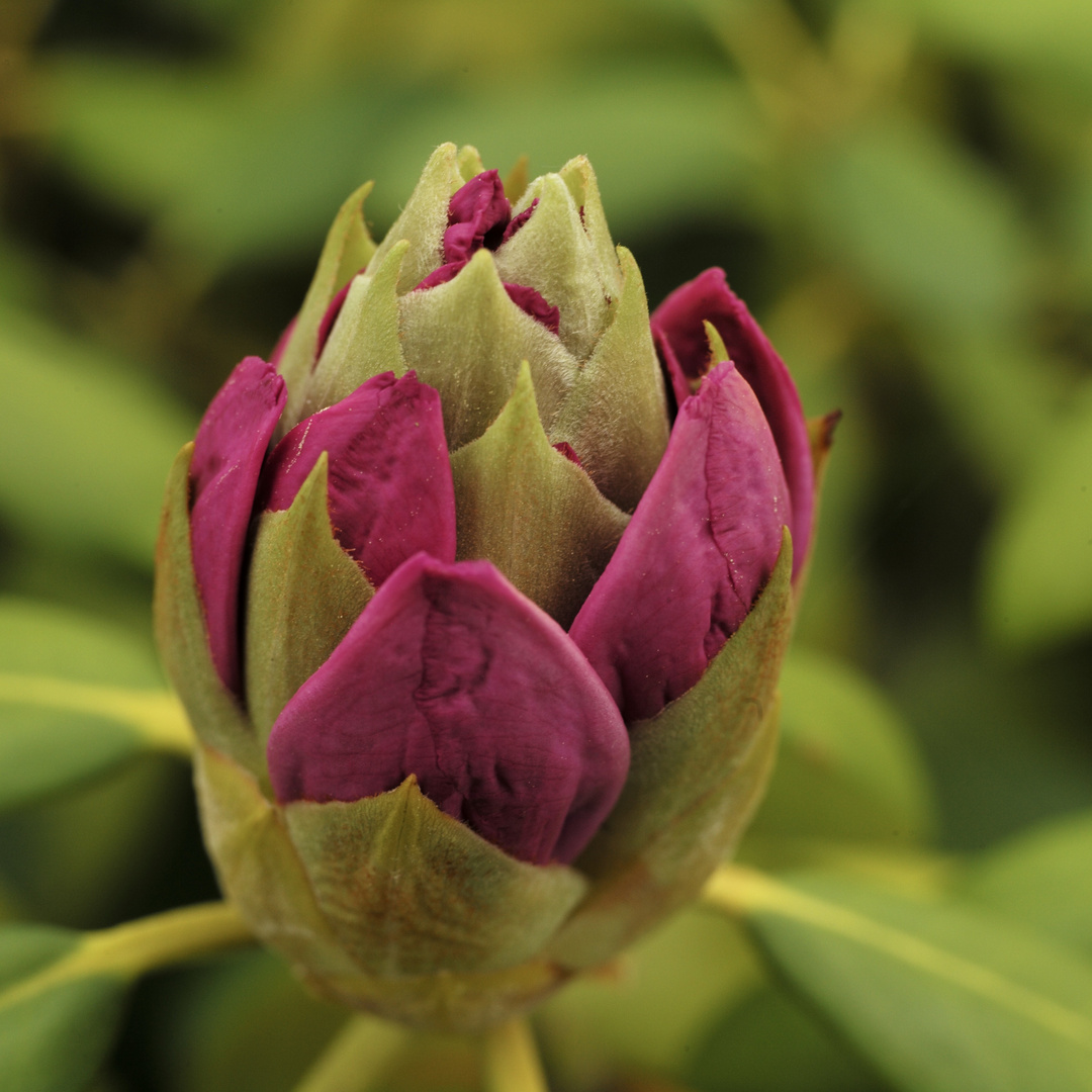 Rhododendron