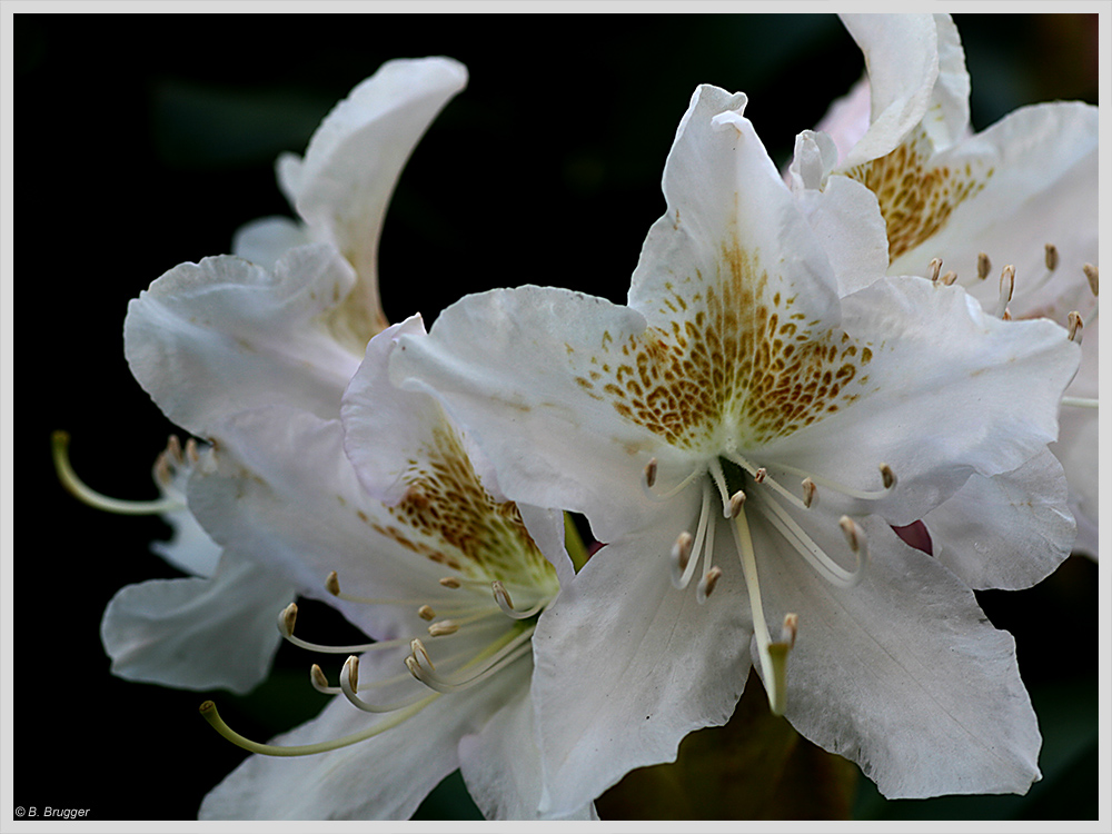 Rhododendron