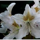 Rhododendron