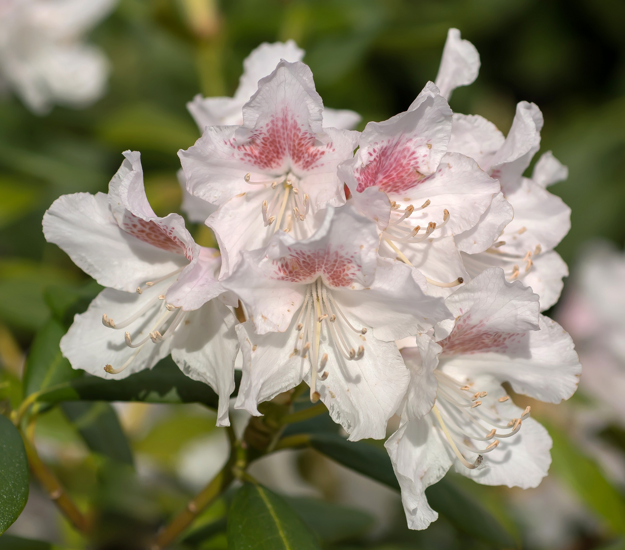 RHODODENDRON