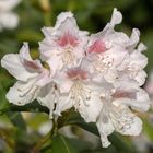 RHODODENDRON