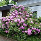 Rhododendron