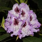 Rhododendron