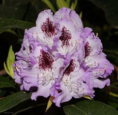 Rhododendron