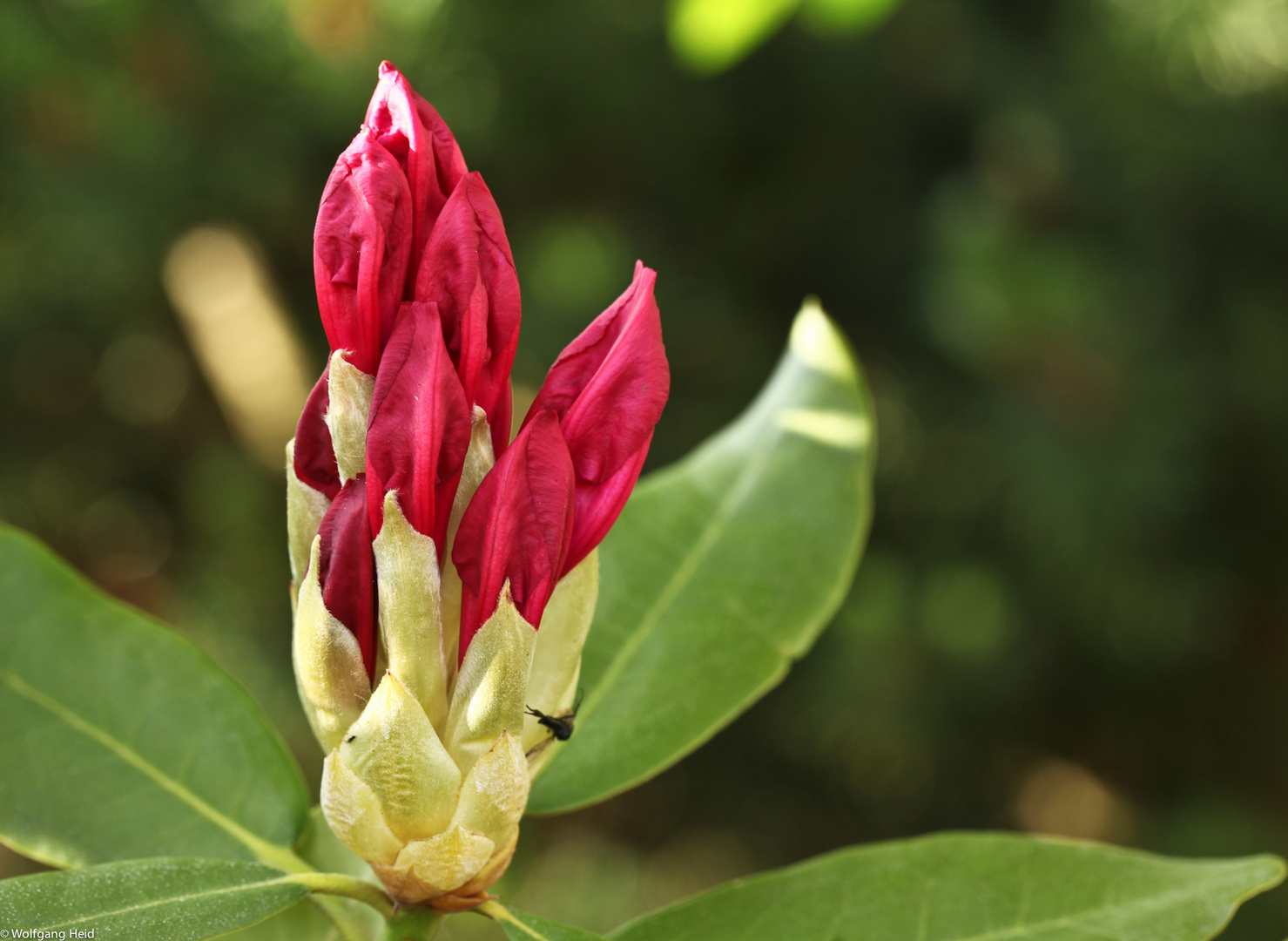 Rhododendron