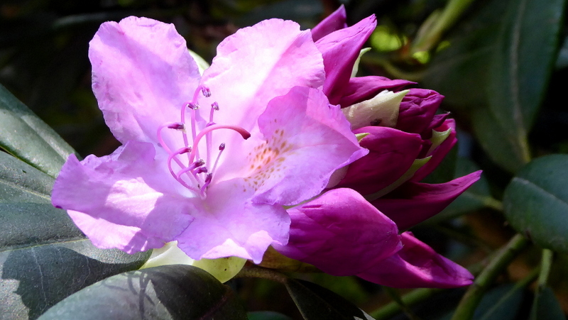 Rhododendron