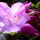 Rhododendron