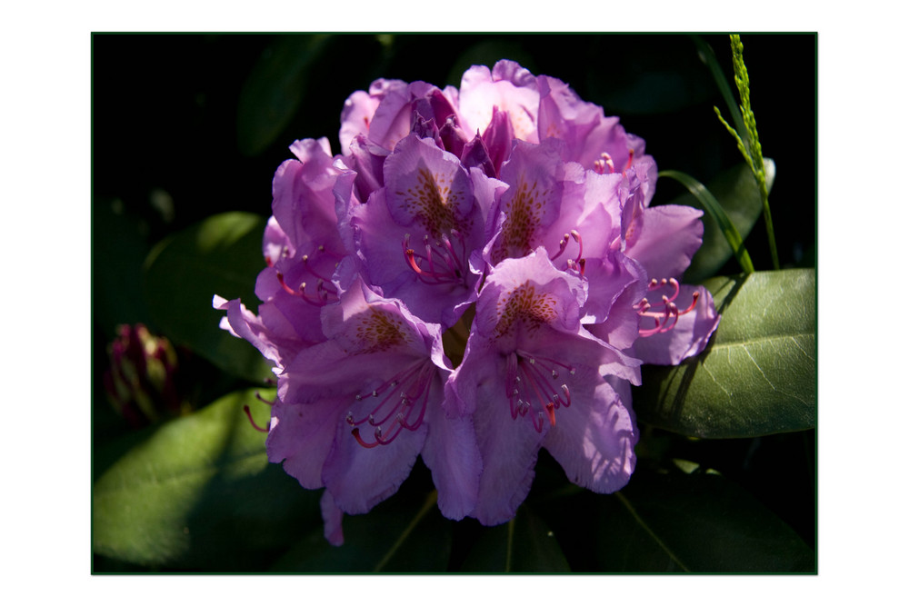 Rhododendron, beautifully "Cheer "