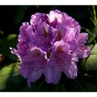 Rhododendron, beautifully "Cheer "