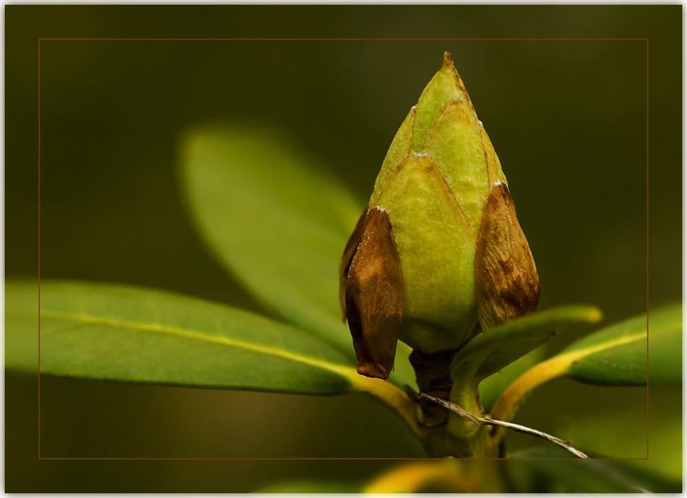 Rhododendron