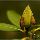 Rhododendron