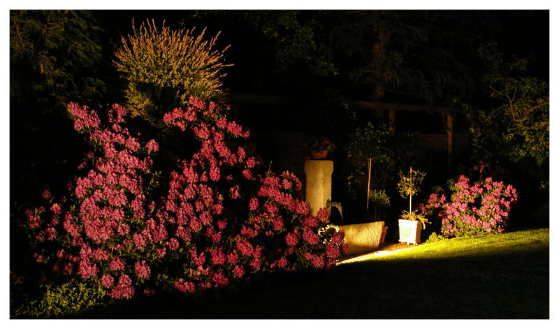 Rhododendron bei Nacht