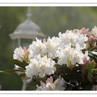 Rhododendron