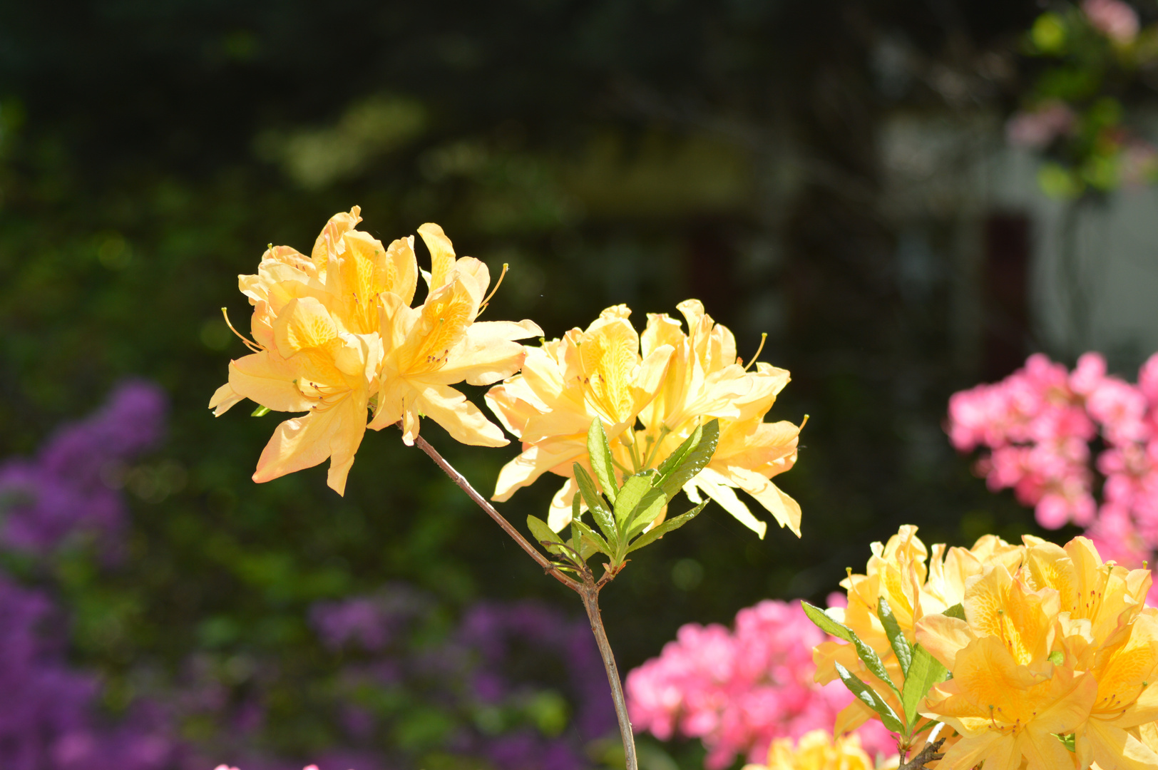 Rhododendron