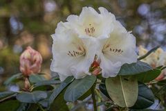 Rhododendron