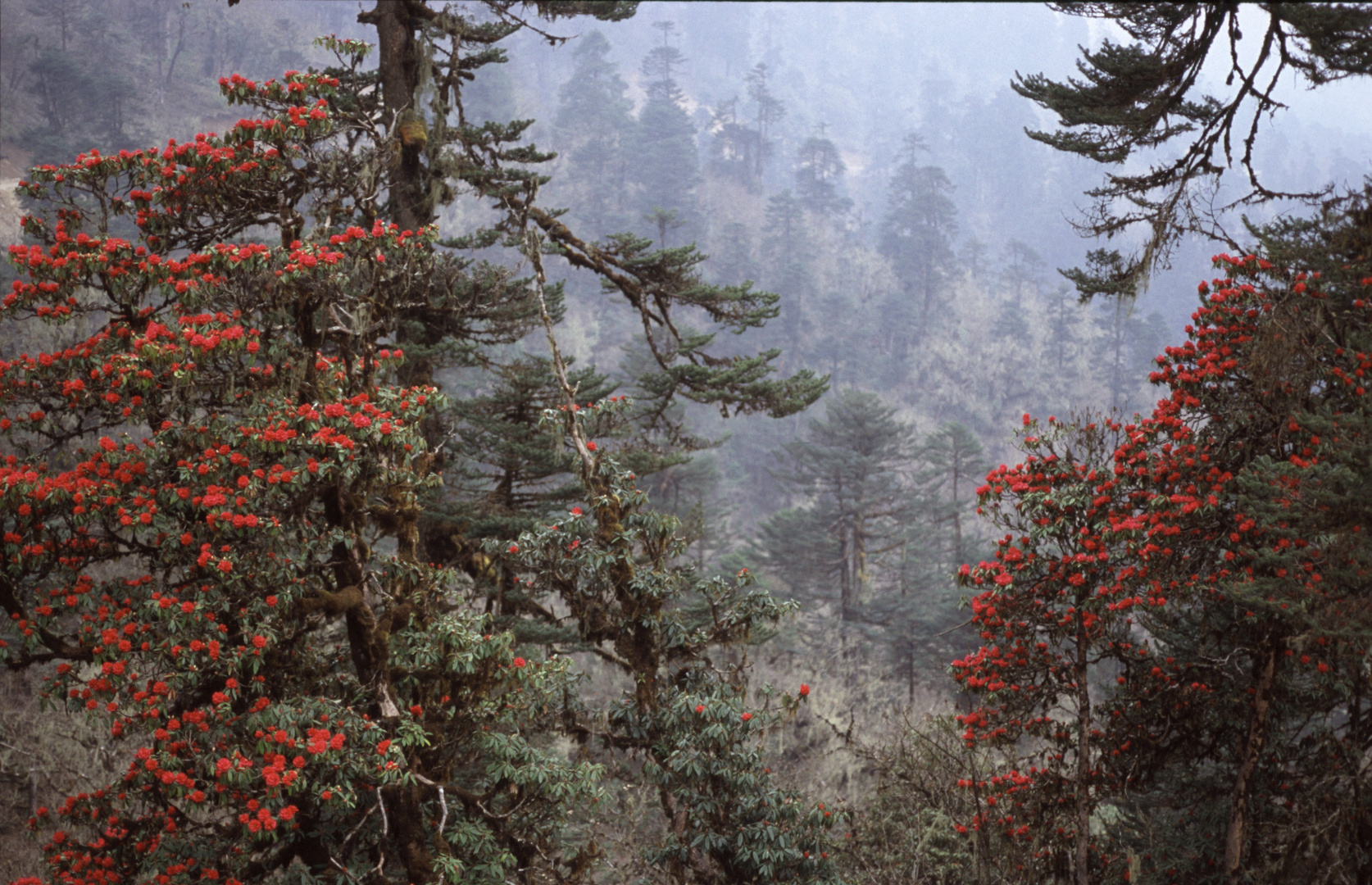 Rhododendron, Bhutan