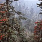 Rhododendron, Bhutan