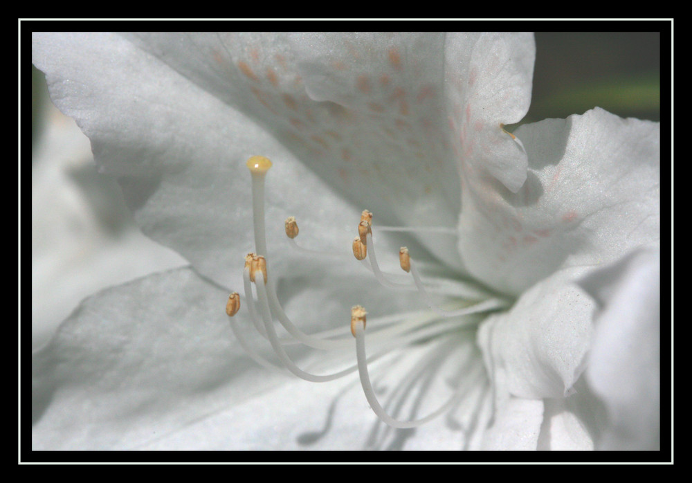 Rhododendron blanc