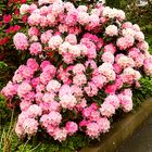 Rhododendron blühen in den Frankenfarben Rot-Weiß