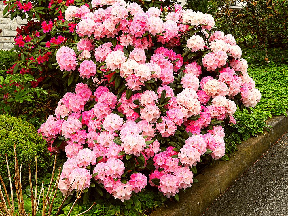 Rhododendron blühen in den Frankenfarben Rot-Weiß